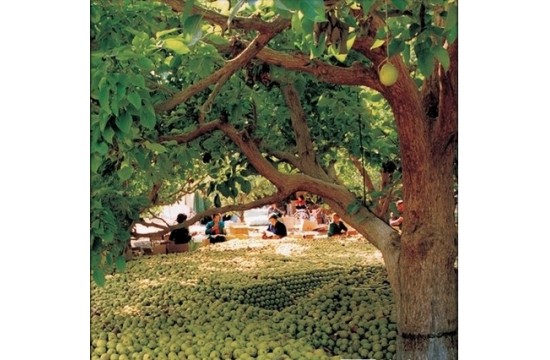 新疆果树全国人可均分一株 收入占新疆农民两成